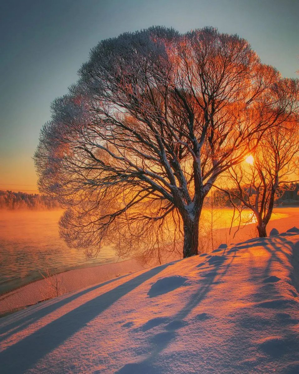 The beauty of the tree and the sunset.🌅 Good Evening 🧡