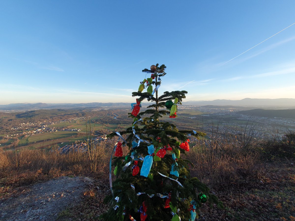 The best Christmas tree ✨#nature_perfection #šmarnagora #mountsaintmary #christmastree