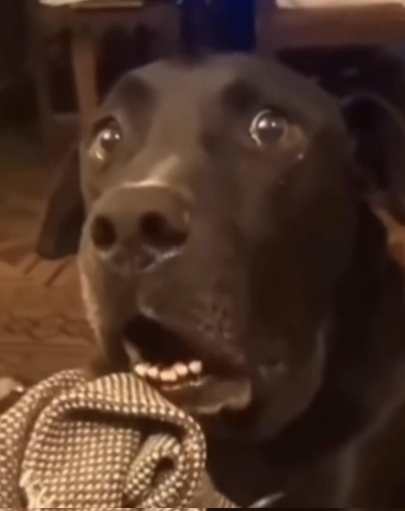 Brenner Silva tweet media