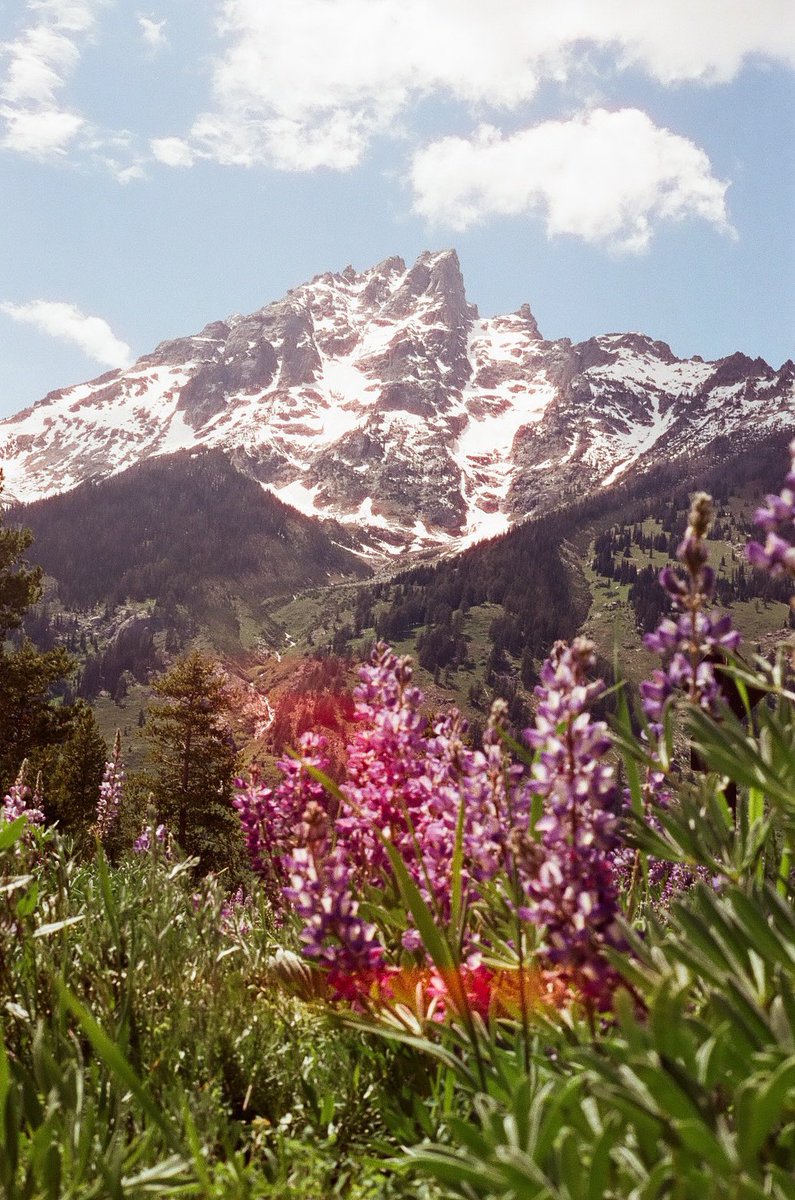 t_hikers's tweet photo. Lupine Meadows
•
🎞️ @CineStillFilm 400D https://t.co/WpWYQ8dFS6