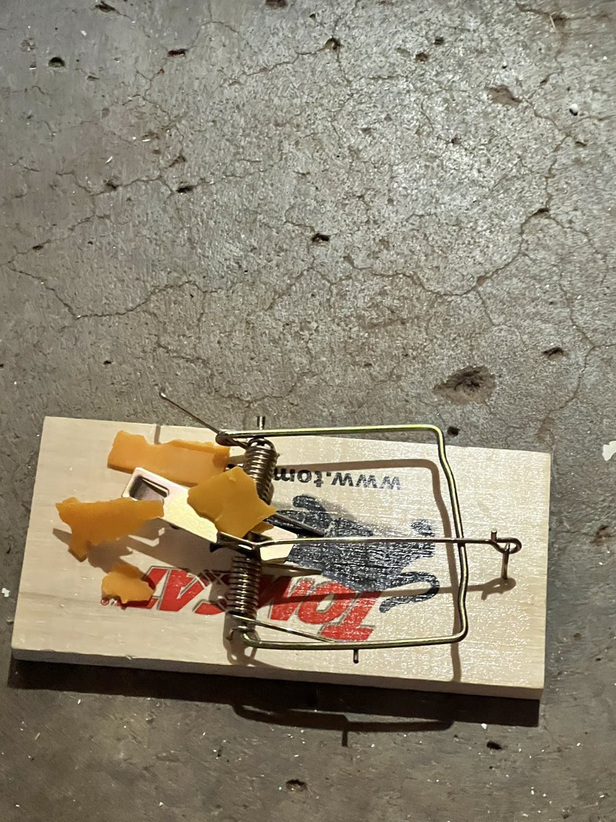 drew_renfro's tweet photo. I don’t tweet often but I have to share this Looney Tunes mouse trap my friend set out 💀💀💀that mouse is having a nice nap thanking my friend for the meal. https://t.co/uCaK6YmDpr