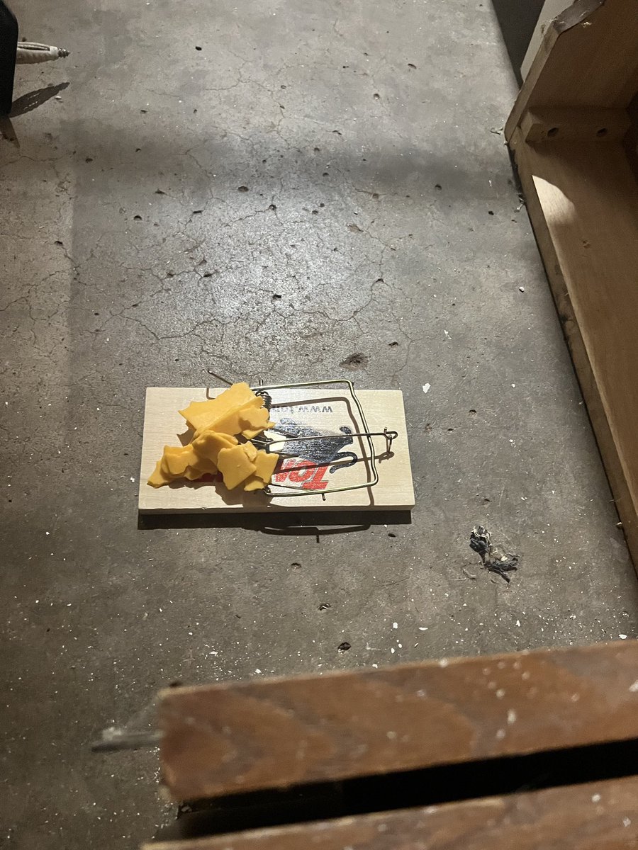 drew_renfro's tweet photo. I don’t tweet often but I have to share this Looney Tunes mouse trap my friend set out 💀💀💀that mouse is having a nice nap thanking my friend for the meal. https://t.co/uCaK6YmDpr