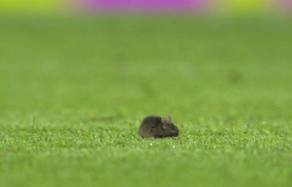 There’s a rat on the pitch in the Etihad Stadium.