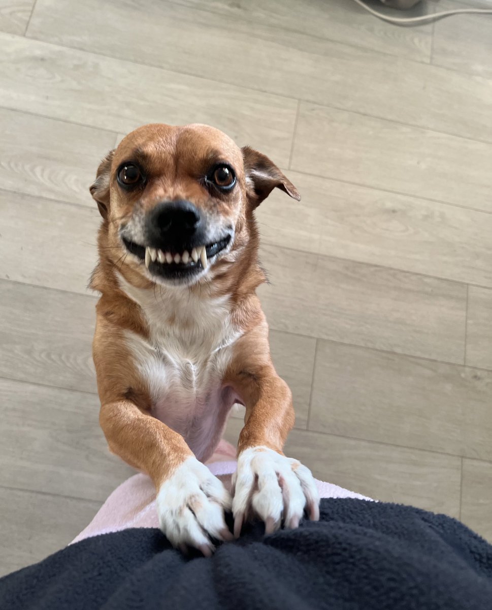 My mothers dog greets me with a demon smile every morning