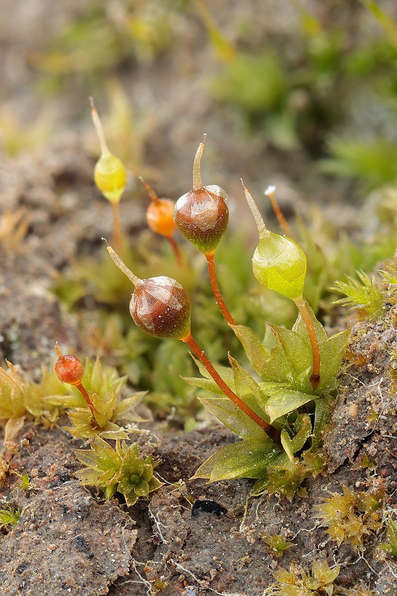 田んぼの畔にヒロクチゴケ Physcomitrium eurystomum

左側の小さいのはアゼゴケです。

2023.12.30 Chiba Pref. 8m alt. 
EOSR7, RF100mm F2.8 MACRO