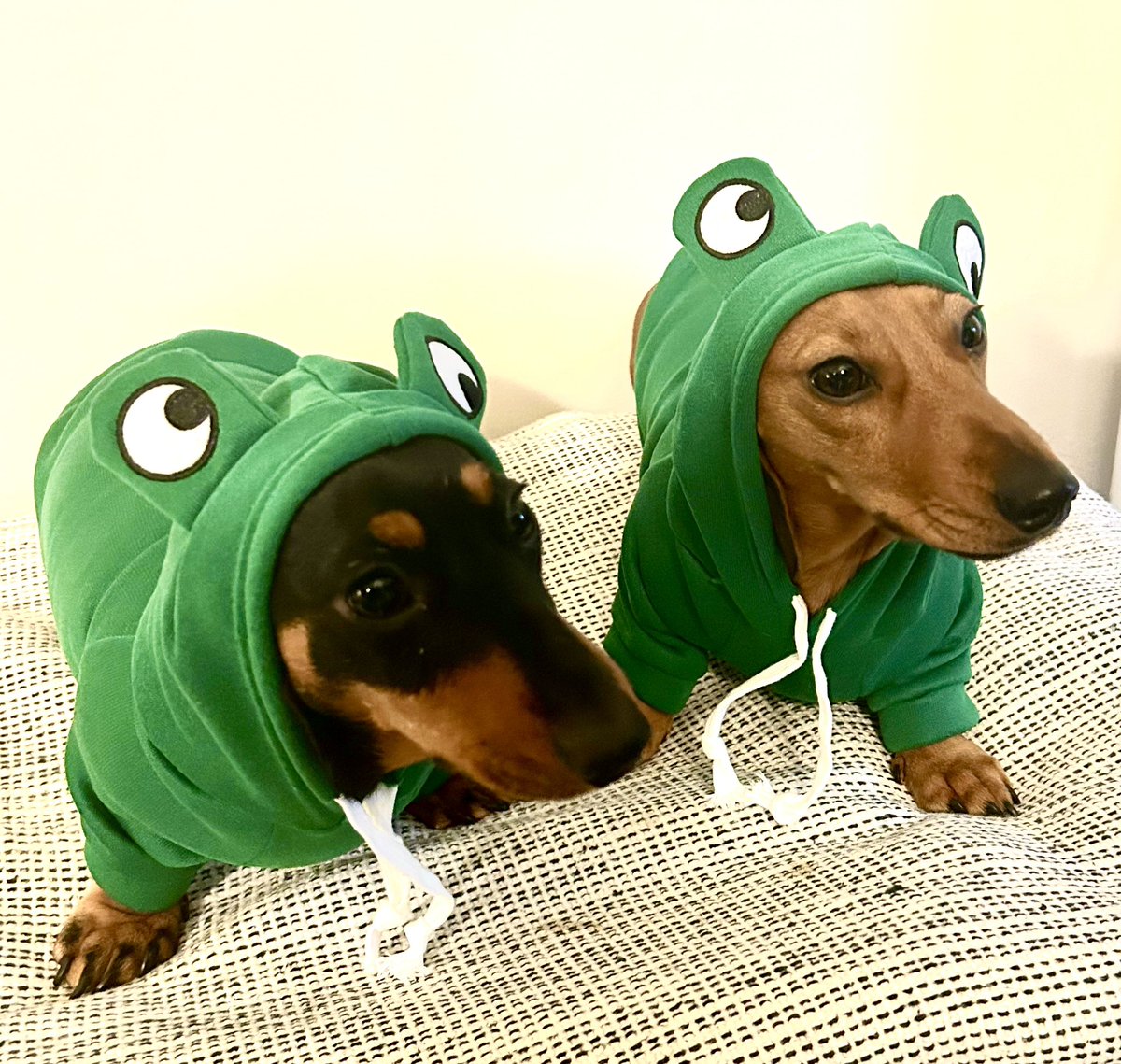 #Christmas frogs 🐸 

#dachshund 
#miniDachshund
#sausagedogs