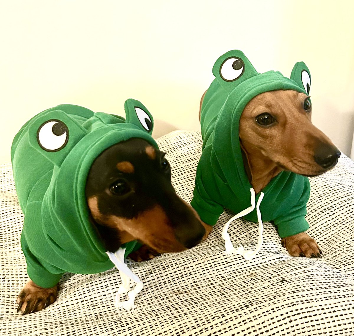 bean_sausage's tweet photo. #Christmas frogs 🐸 

#dachshund 
#miniDachshund
#sausagedogs https://t.co/uxPV6btuhn