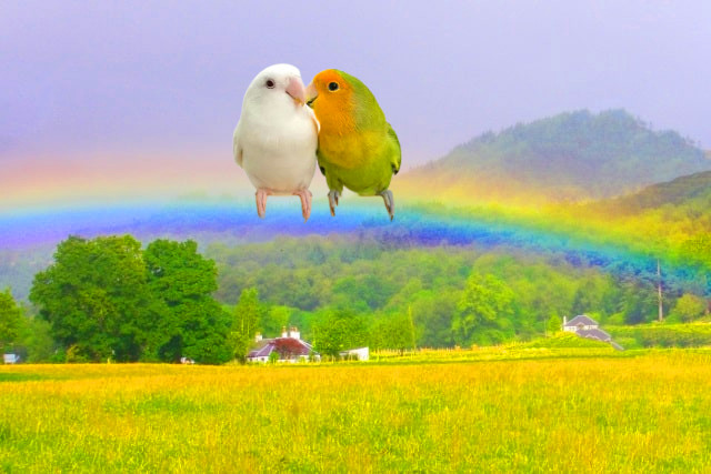 mori_etu's tweet photo. @anb044090kei けいさん、お久しぶりです🕊
インコちゃんは、虹の橋を渡って🌈幸せに暮らしていますよ

今年は大変、お疲れ様でした🍊
来年は、きっと良いお年をお迎えください🍀🎍 https://t.co/gsiW49WTaH
