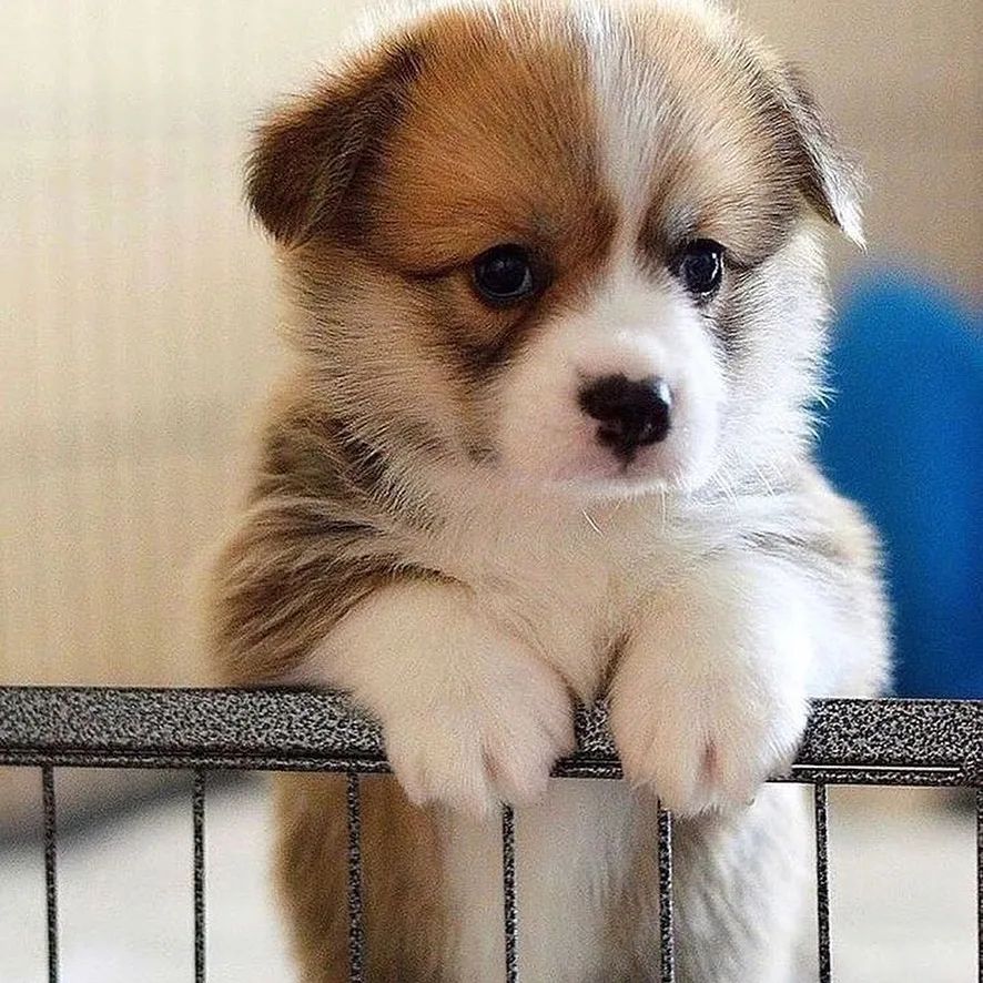 Corgiloverclub_'s tweet photo. Rate this cuteness out of 10! ♥️ https://t.co/rV6h1TWh9F