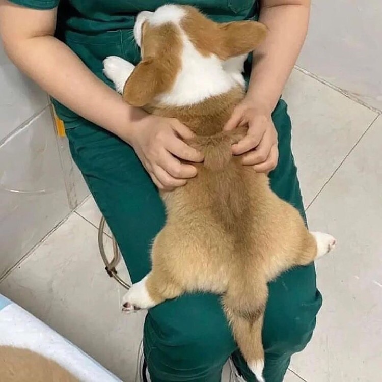 Corgiloverclub_'s tweet photo. so lovely 💕😍 https://t.co/IncBwUVpB9