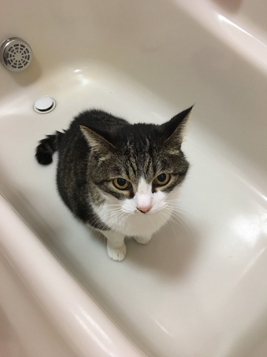 ogih1990's tweet photo. 18歳の我が家の猫が虹の橋を渡って2日、とても寂しい。。
人懐っこくてとても優しい子でした https://t.co/Shzpaee32u