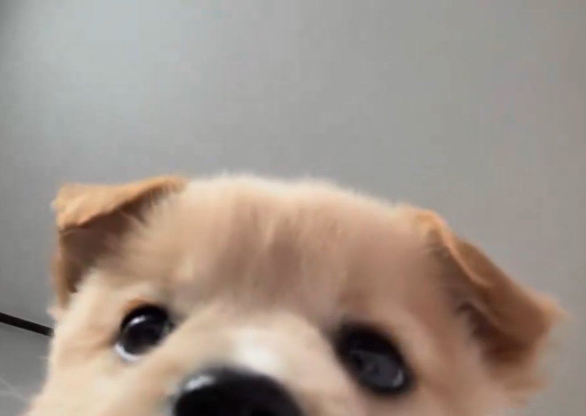 🫳🏻
🐶