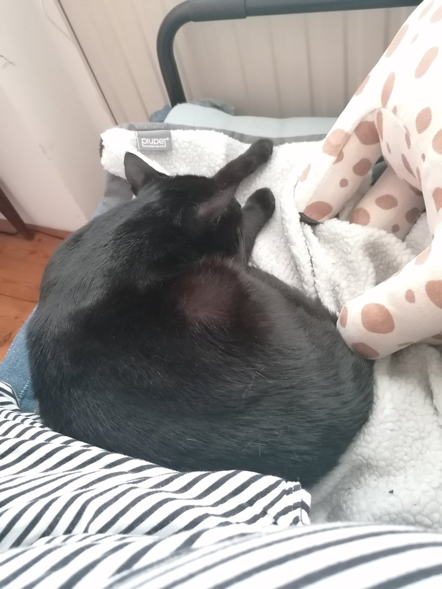 nightlibrarian's tweet photo. Me, actually, bc I get to snuggle with Mr Bernstein. ^^ https://t.co/Bw9i0mUkg7