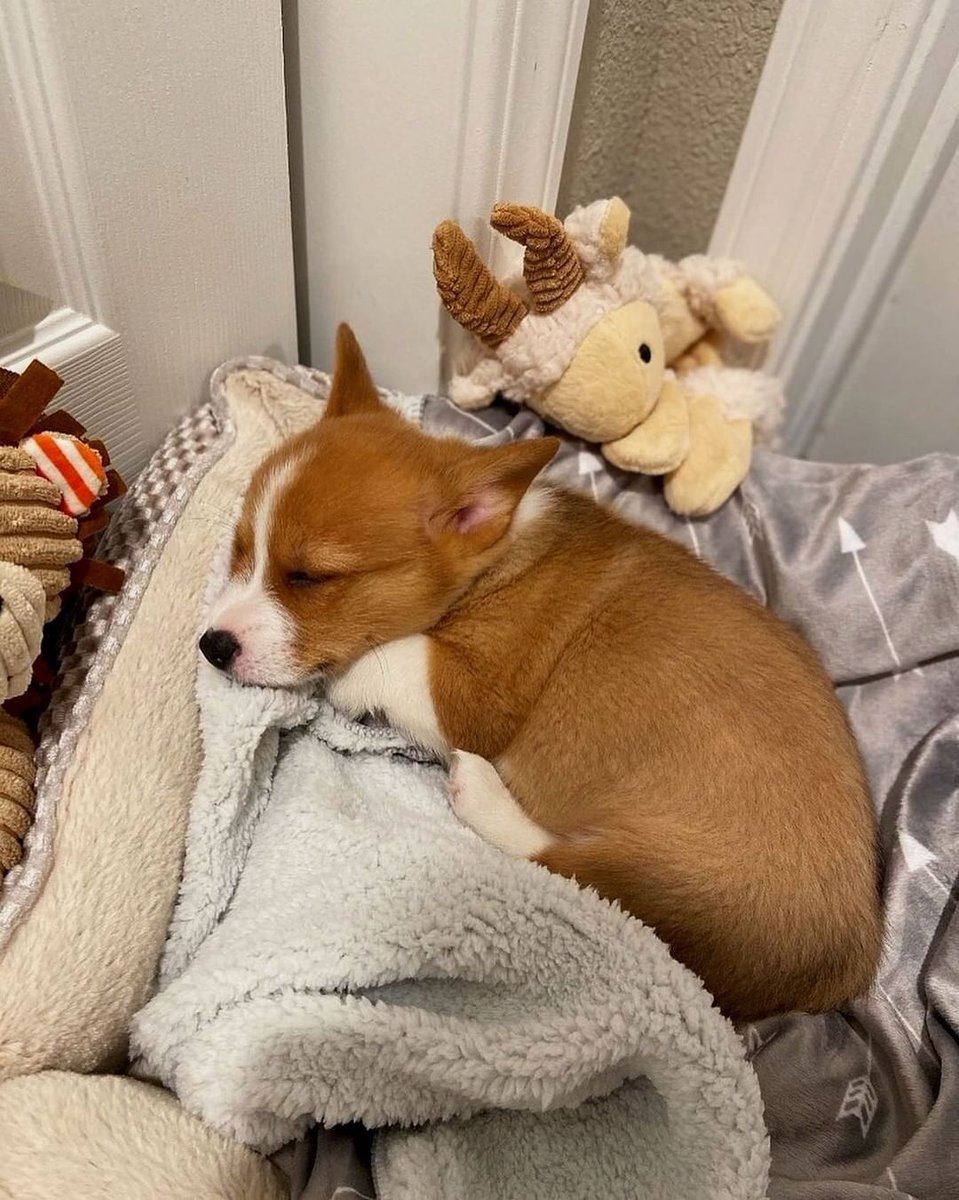 Corgiloverclub_'s tweet photo. My first night at home back when I was just a little bean!! https://t.co/1Qjrs57KiQ