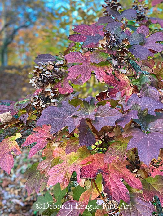 Oak Leaf hydrangea #photography #naturephotography #plants #hydrangea #oakleafhydrangea #fallplants #fallgarden #plantsforfall #nativeshrubs #fallfoliage #gardendesignideas #ayearforart #buyintoart #wallart #homedecor #autumn #changingleaves #nature
ART - deborah-league.pixels.com/featured/oakle…