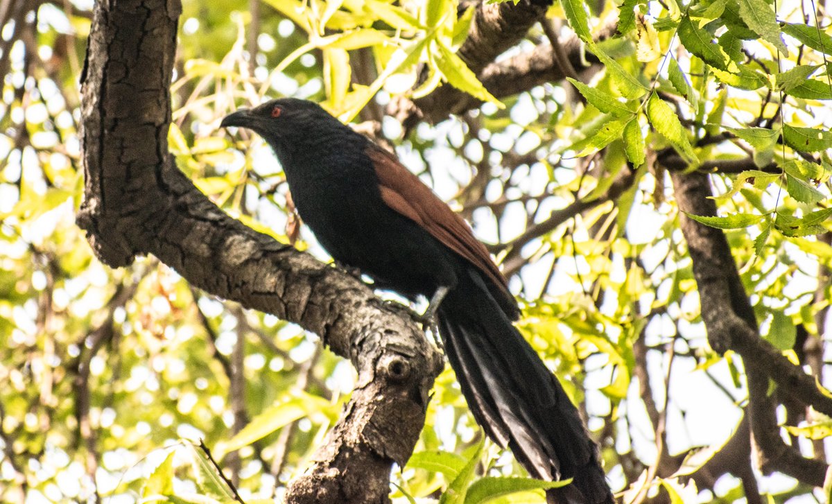 thexplorerbug's tweet photo. Tried to Final a Koel, Found a Greater Coucal instead who resembles a cuckoo.
The quest to find a Koel still goes on.
#NikonDSLR #Birding #PuneCity #PuneDiaries #2k23 #PhotographyPractice #Shutterbugtimes. https://t.co/iQXMCjH53v