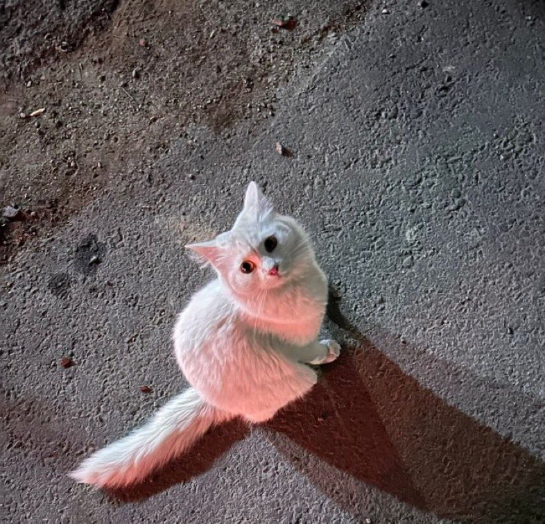 هيلة الروقي (قلب الرحمة) tweet media