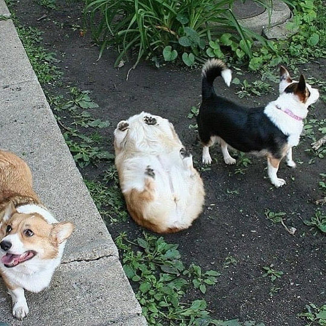 Corgiloverclub_'s tweet photo. Someone can help me??? Pick me up please 😂😂 https://t.co/EhAAC4RseU