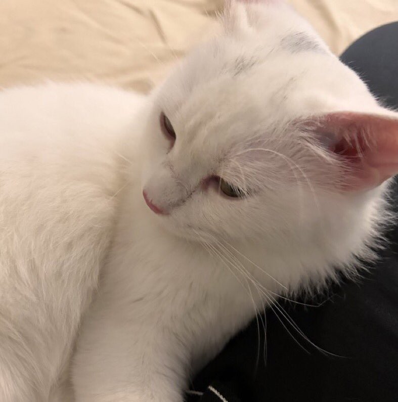 هيلة الروقي (قلب الرحمة) tweet media