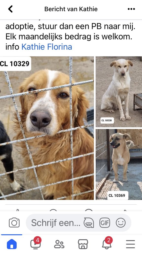UdoVeerman's tweet photo. In plaats van geld uitgeven aan vuurwerk een aantal honden gered van de dood en een kans op adoptie gegeven. Zouden meer mensen moeten doen. Iemand nog op zoek naar een hondje? #AdoptDontShop @DIERENNOOD https://t.co/TxQnQn4DSr