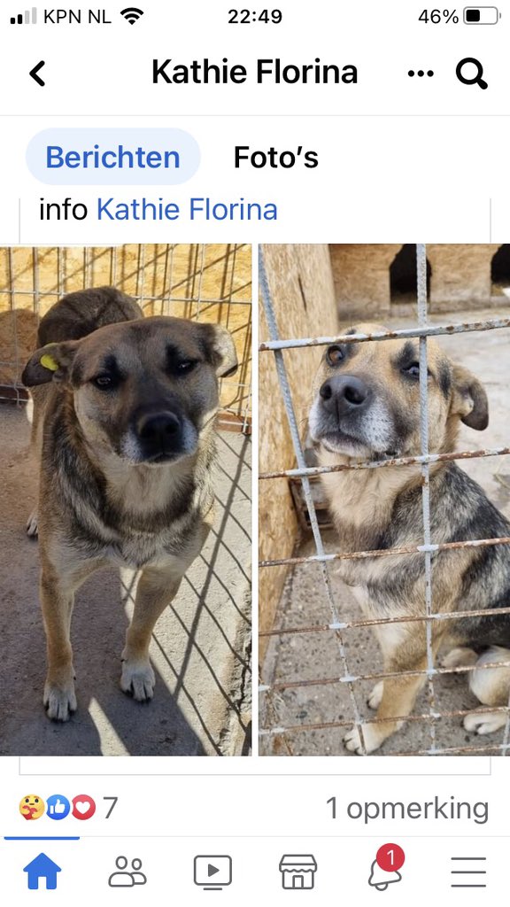 UdoVeerman's tweet photo. In plaats van geld uitgeven aan vuurwerk een aantal honden gered van de dood en een kans op adoptie gegeven. Zouden meer mensen moeten doen. Iemand nog op zoek naar een hondje? #AdoptDontShop @DIERENNOOD https://t.co/TxQnQn4DSr