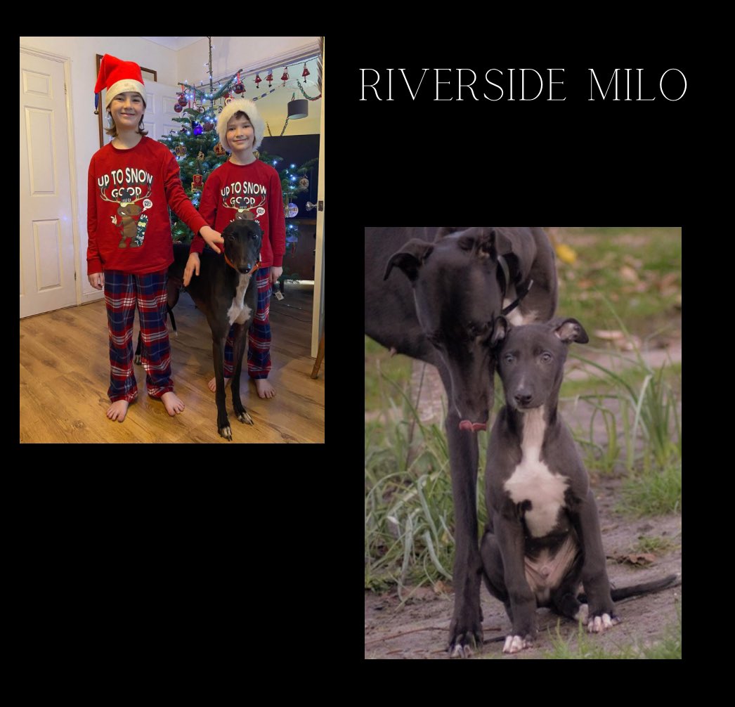 From birth to retirement !!!

Riverside Milo pictured below with his mum (Slippery Louise) & now with his amazing owners who have him at home enjoying his retirement 🖤🖤

#retirednotrescued #lifeafterracing #AdachiRetiredGreyhounds