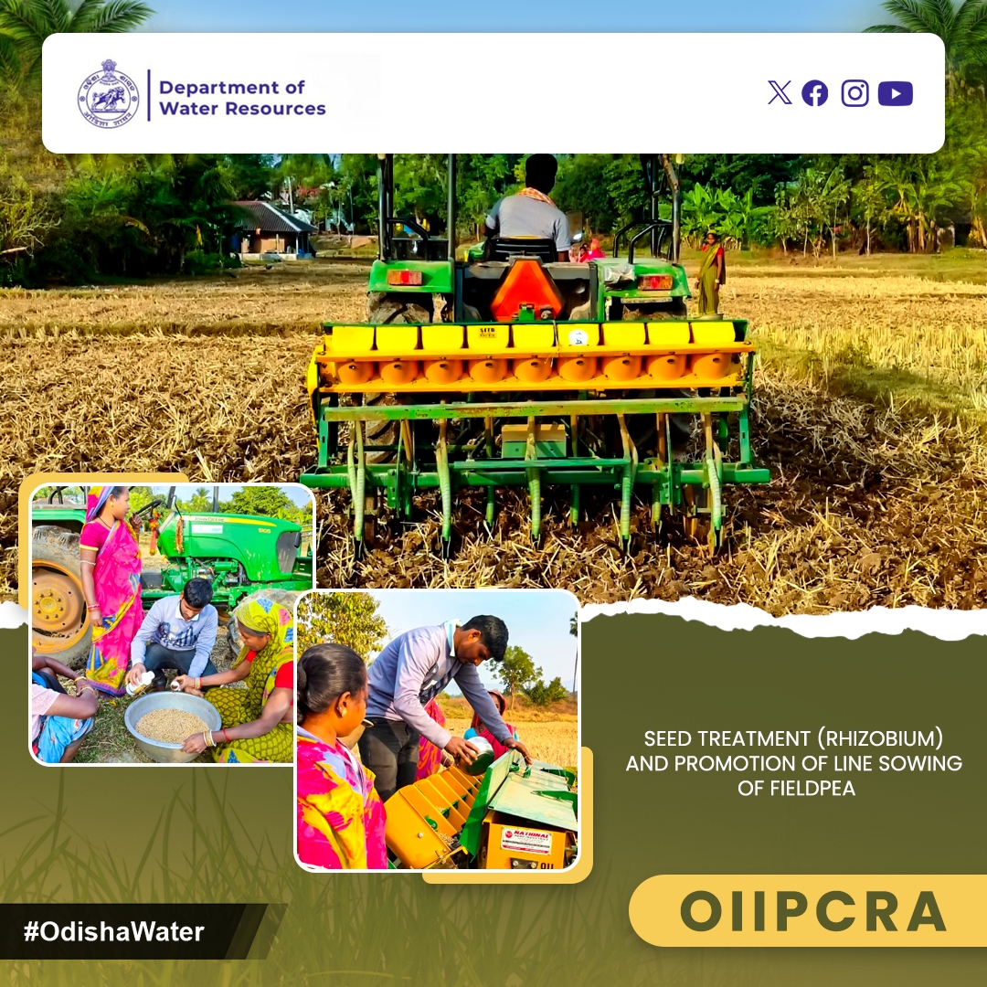 OdishaWater's tweet photo. Promoting agricultural efficiency! The @OIIPCRA project in Ghagara MIP, #KeonjharDistrict emphasizes the vital role of seed treatment (rhizobium) in enhancing #Fieldpea cultivation. #SustainableFarming practices. #OIIPCRA #OdishaWater
@CMO_Odisha @TukuniSahu @DC_Odisha @_anugarg https://t.co/3tBKEV4zX8
