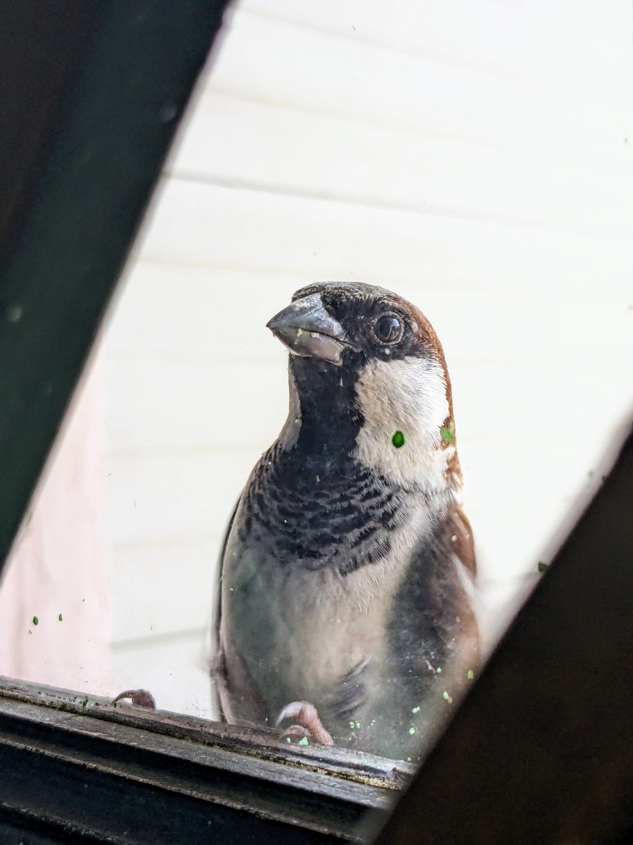 iJay_1700's tweet image. Sparrow
#teampixel #pixelshot #birds #birdphotography #googlepixel #nature #wildlife #naturephotography #wildlifephotography #best #photography #birdlovers  #captures #perfection #naturelovers #brilliance #nuts #animals #bestbirdshots #birdlife #photooftheday #vogelfotografie