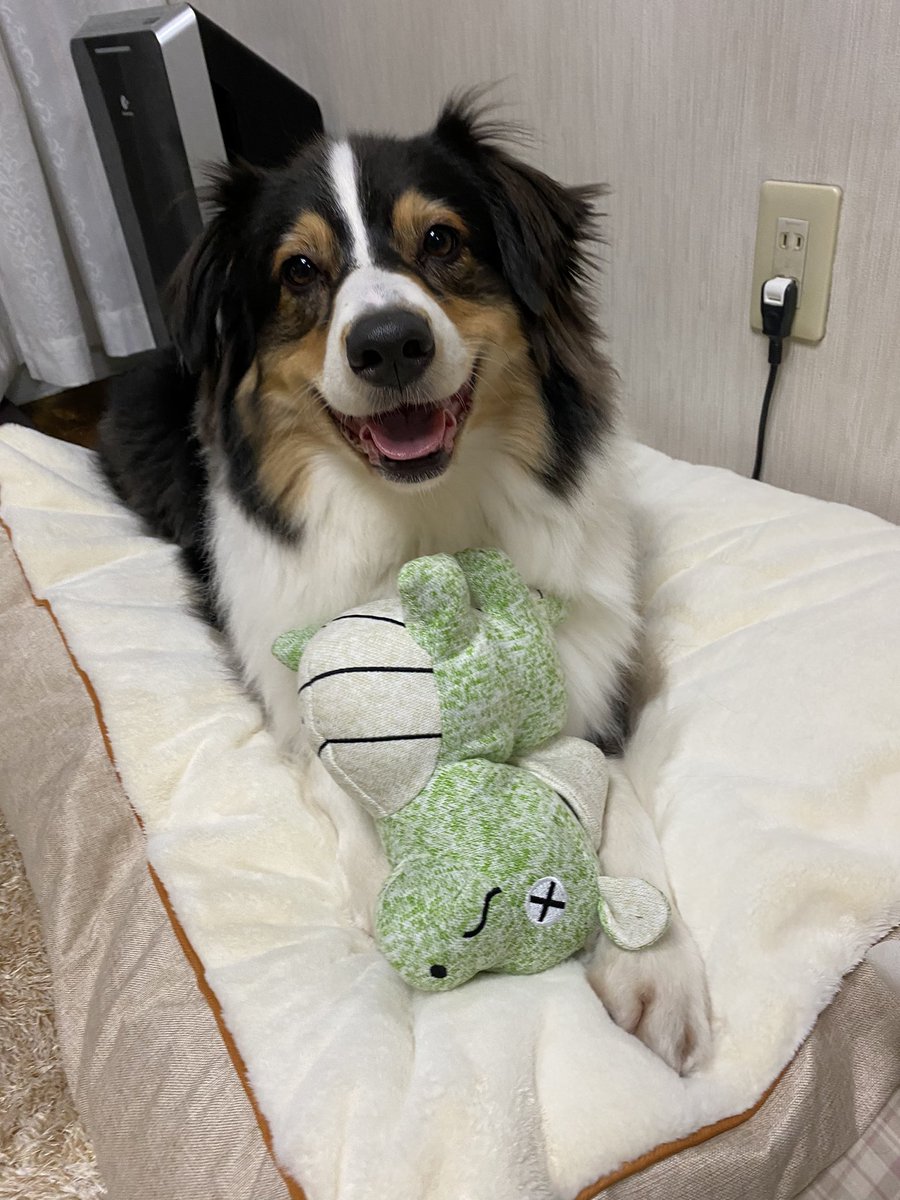 iwillbehappy11's tweet photo. ペテモの大型犬福袋取ってきたけど、想像以上に大きくてびっくりした😆
うぃるくんも喜んでくれて良かった🤗
ベッドも大きくてふかふかだし、ぬいぐるみもしっかりしててお得🉐だった🐶

#オーストラリアンシェパード　#オゥシー
#ペテモ #福袋 https://t.co/E00A3FPiim