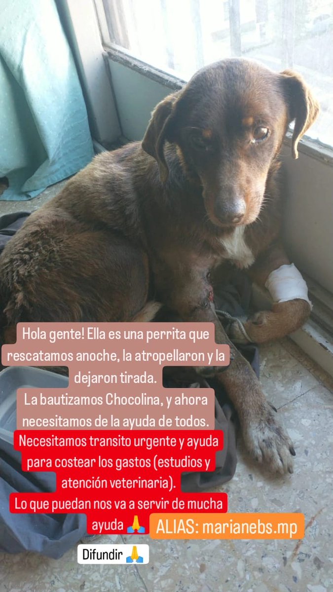 RafaaCastillo's tweet photo. Llamado a la solidaridad, ayer se encontró esta perrita en la esquina de casa y estamos intentando recaudar para cubrir los gastos del veterinario, se agradece la difusión!
Alias: https://t.co/JljwFfrogg
Todo suma, muchas gracias! https://t.co/efvii6RkPp