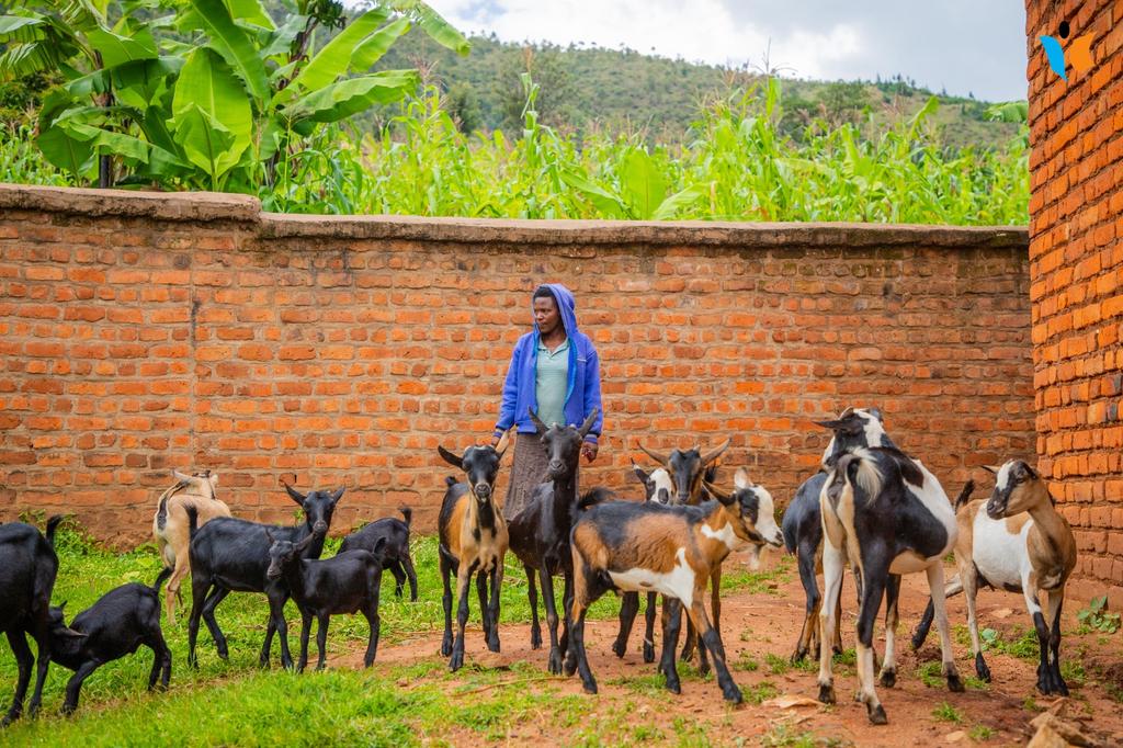 MagazineJimbere's tweet photo. đ„ En commune #Gitanga (@RutanaProvince), l'@UNICEF_Burundi & l'@Umunyinyaasbl revigorent l'autonomisation Ă©conomique des #jeunes & adolescents: en plus de l'appui financier et matĂ©riel, les membres des groupements de solidaritĂ© ont entre autres bĂ©nĂ©ficiĂ© de formations sur l'identification des dĂ©fis dans la communautĂ© et les solutions y relatives Ă travers l'innovation sociale & l'#entrepreneuriat (#Upshift), l'initiation au systĂšme d'Ă©pargne et de #crĂ©dit (#Vicoba)...
đ©đŸâđŠ± Ruth Irakoze (24 ans), prĂ©sidente de l'un de ces groupements sur la colline #Ngoma en commune Gitanga: "Depuis la mise en place de notre association en 2019 avec le soutien de l'#Unicef & #Umunyinya, nous nous sommes investis dans la culture des pommes de terre, du maĂŻs, l'Ă©levage de chĂšvres, moutons, porcs. Chaque membre a le droit de contracter un prĂȘt au sein de notre groupement pour rĂ©aliser son propre projet. Avec cet avantage, je me suis lancĂ©e dans le #mobilemoney (via Ecocash et Lumicash) et mon #business fleurit"
#Burundi #YouthEmpowerment