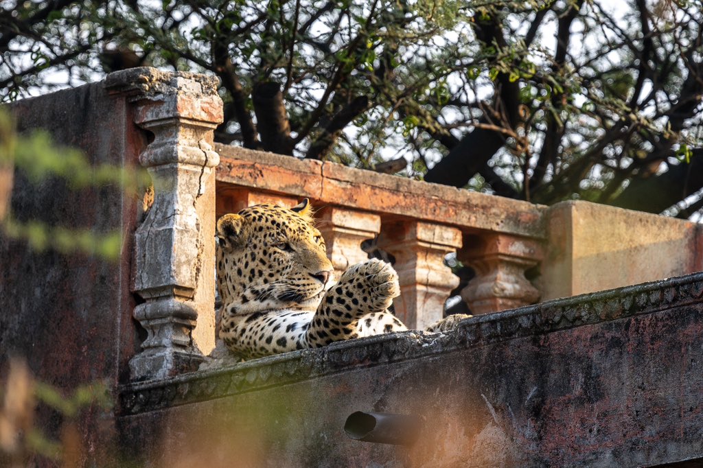 Winter afternoons… #leopard #jaipur #rajasthan #india #predators #carnivores #wildlife #wildlifephotography @wii_india @WCSIndia @AFD_en @IndiAves @NikonIndia