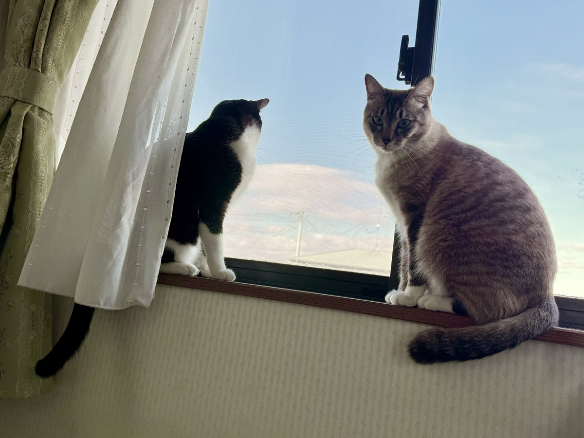 kuk6265's tweet photo. ほんとがんこやの画像しかあげないbotだから部屋突してきた猫の画像上げとこ https://t.co/rrXAGsTmnh