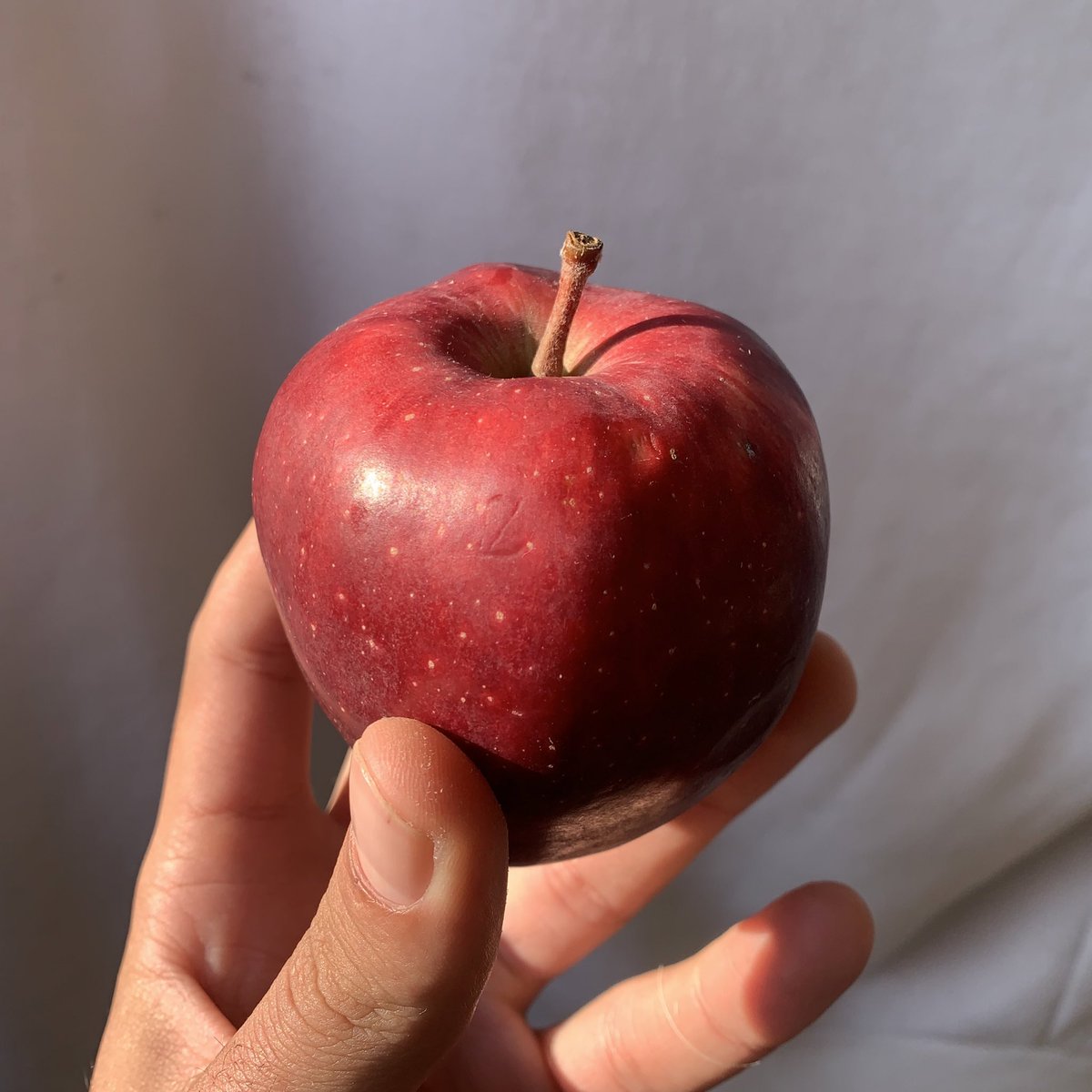 NassarSuhail's tweet photo. We totally forgot how it tastes, it’s been 84 days without any fruits except oranges, and today I found this treasure. Alhamdulellah. https://t.co/FWTxXRXpbG