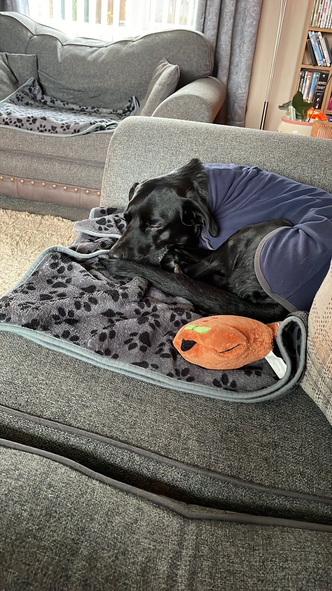 Amazing how popular I become when there is food available or when the fire is lit! Love having Bear with me this week! He’s enjoying the fire and the walks! Today is a day for staying warm however! 

Gelert is not so keen on having his brother to stay!