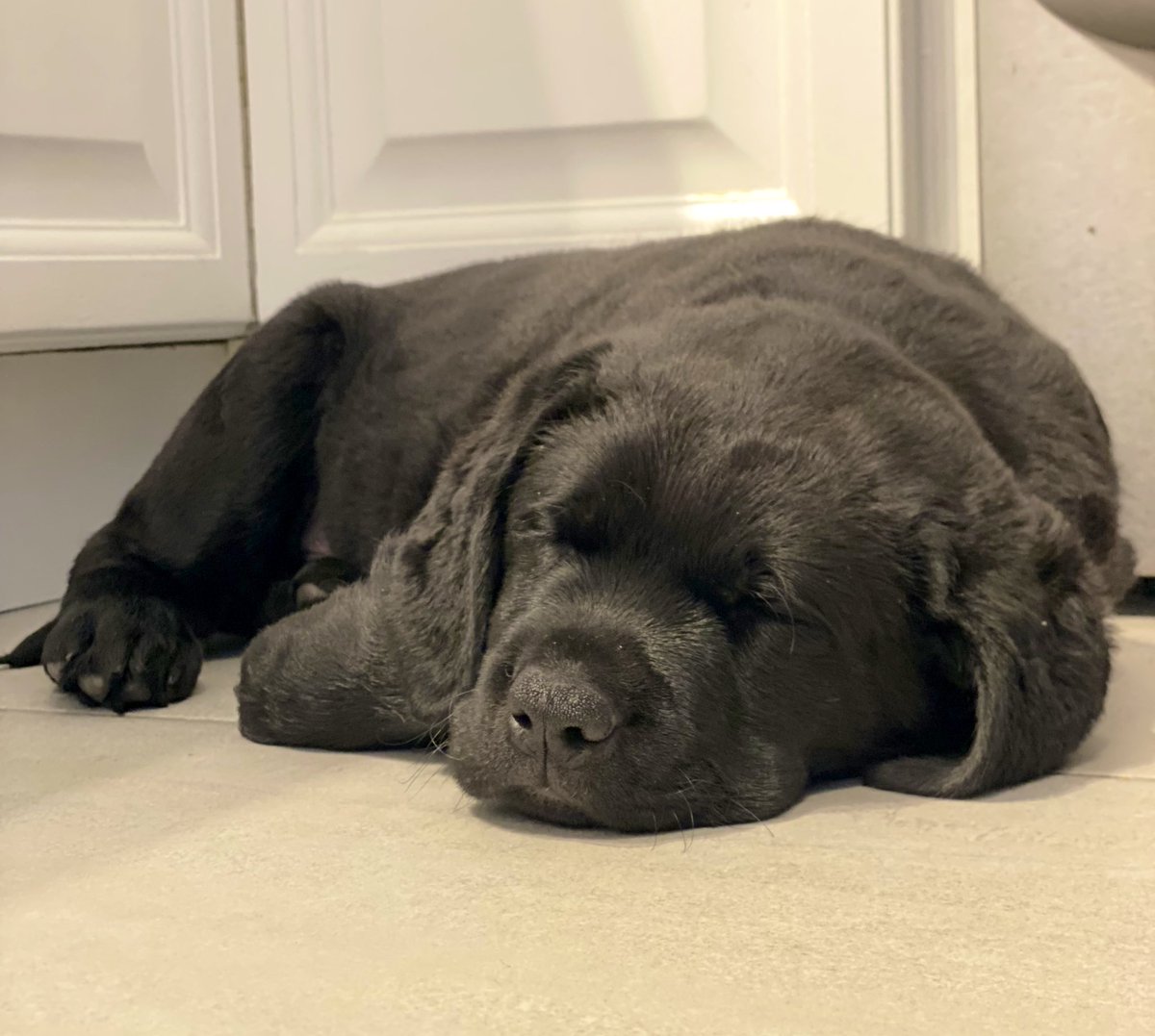 diplomat_dog's tweet photo. First night at home. Slept in my crate. Only woke up once. Went out for a pee. Had my breakfast and morning constitutional. Now time for naps. https://t.co/m87ASgtnEu
