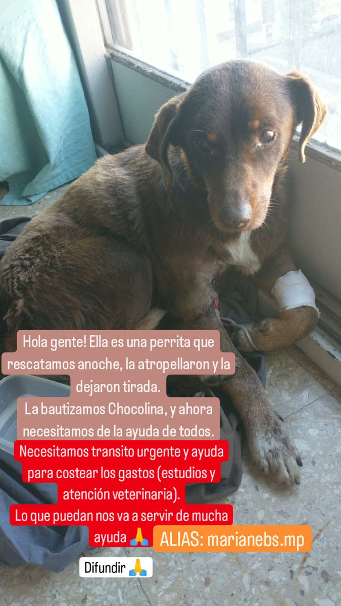 Celipedernera's tweet photo. Hola gente, ayer encontramos esta perrita en la esq de casa (La Plata), y ahora necesitamos la ayuda de todos.
Tenía un corte profundo, fue chocada y la abandonaron.
Necesitamos cubrir los gastos, toda ayuda en bienvenida! 
ALIAS: https://t.co/JbulfBIAbL
Por favor, difundir 🙏 https://t.co/KaKFp93GTl