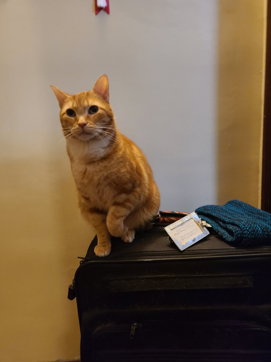 Anthony DeMinico tweet media