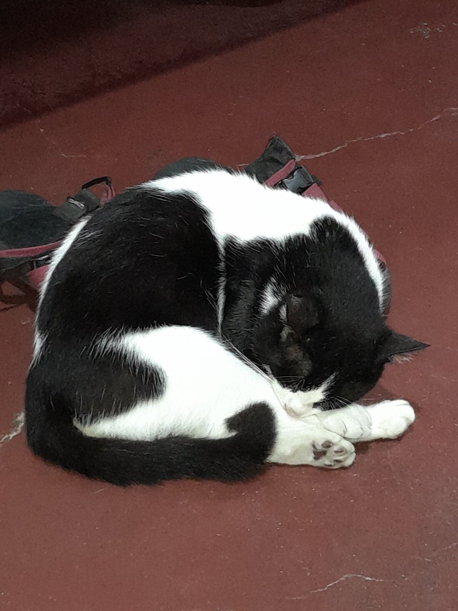 Kid_Kilatis's tweet image. Si #Miming nag-iipon na ng lakas para sa matinding puyatan bukas. Sana hindi masyadong grabe ang putukan para happy din ang mga pets natin. 🙂🙏