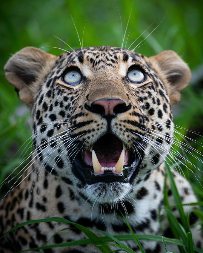 LeopardsofSA's tweet photo. The beautiful Dumbana 3:3 Young male Leopard. #LeopardsofSA #SingitaKNP #Dumbana
📸 - Rudi Hulshof https://t.co/pprHVzgoaB