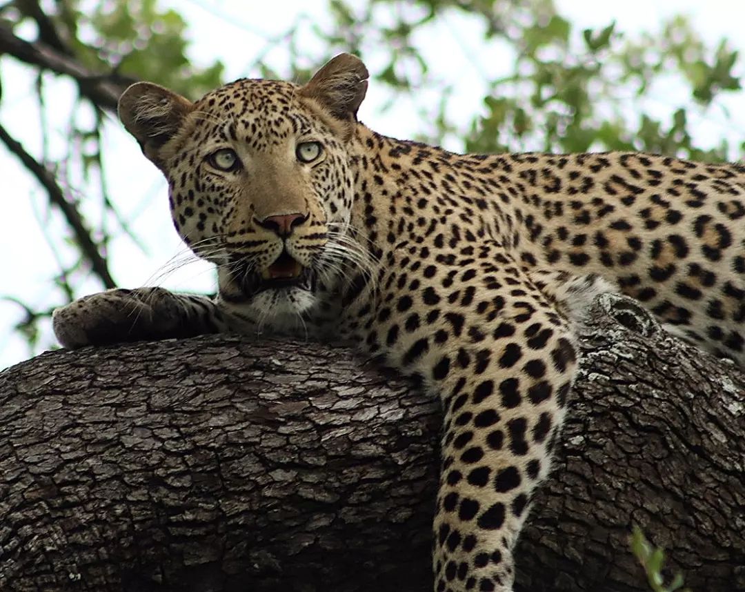 LeopardsofSA's tweet photo. One of the gems of the Singita concession in the Kruger National Park - The Dumbana 1:1 Young male Leopard.
#LeopardsofSA #SingitaKNP #Dumbana
📸 - Bill Drew https://t.co/bcEJgZtV6o
