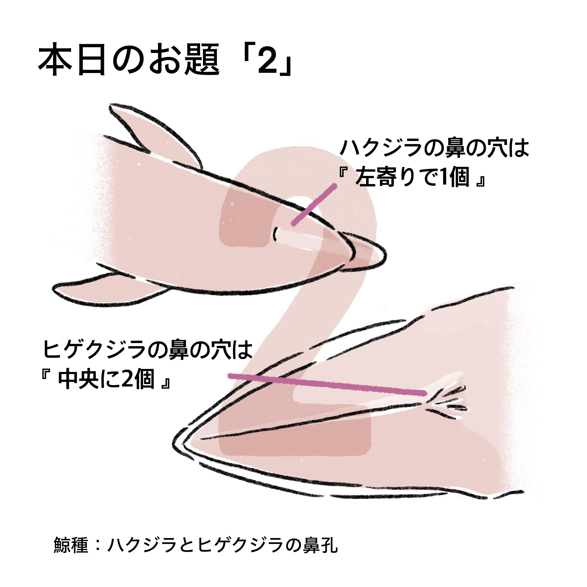 あらたひとむ🐋クジラ・イルカの雑学図鑑📖 (@aratahitom) / X