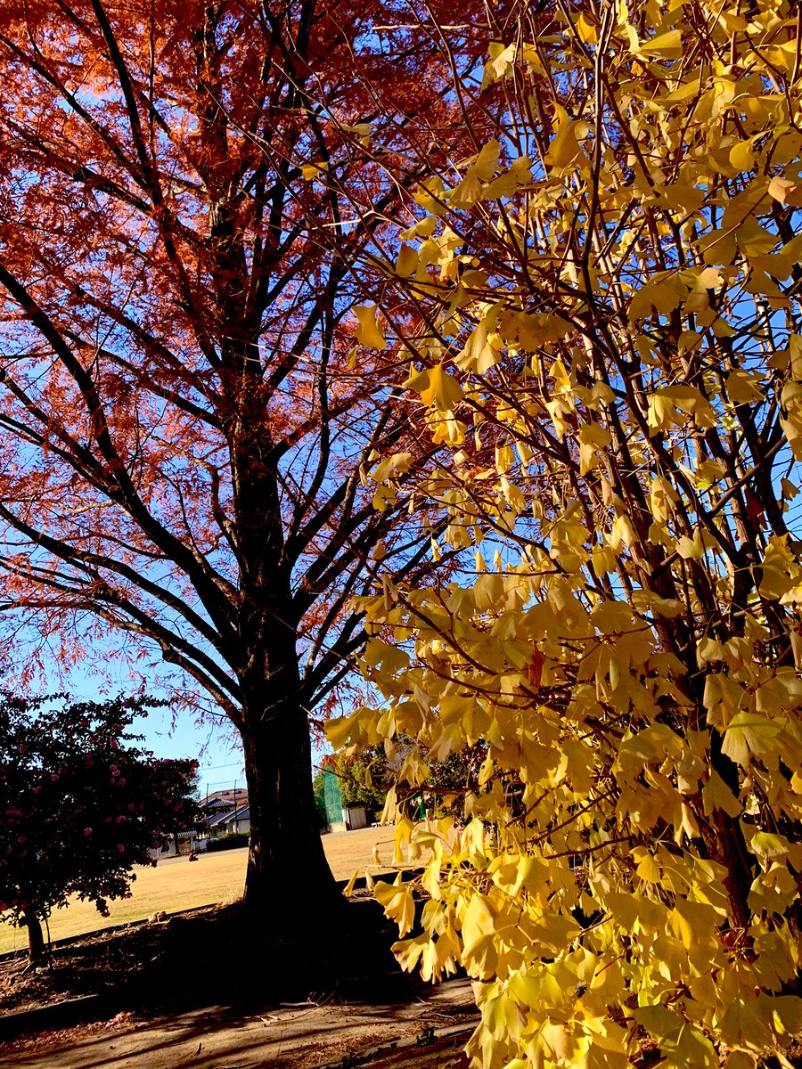 『年末年始営業のご案内』
12月31日、1月1、2日は店休
新年3日(水)11時30分営業開始予定

今年も北海道や沖縄の遠方からもバクナンファン様はじめ沢山のご来店を頂きまして誠にありがとうございました。
寒さ増す時節、健康に気をつけて良い年をお迎え下さいませ。『12月上旬撮影』