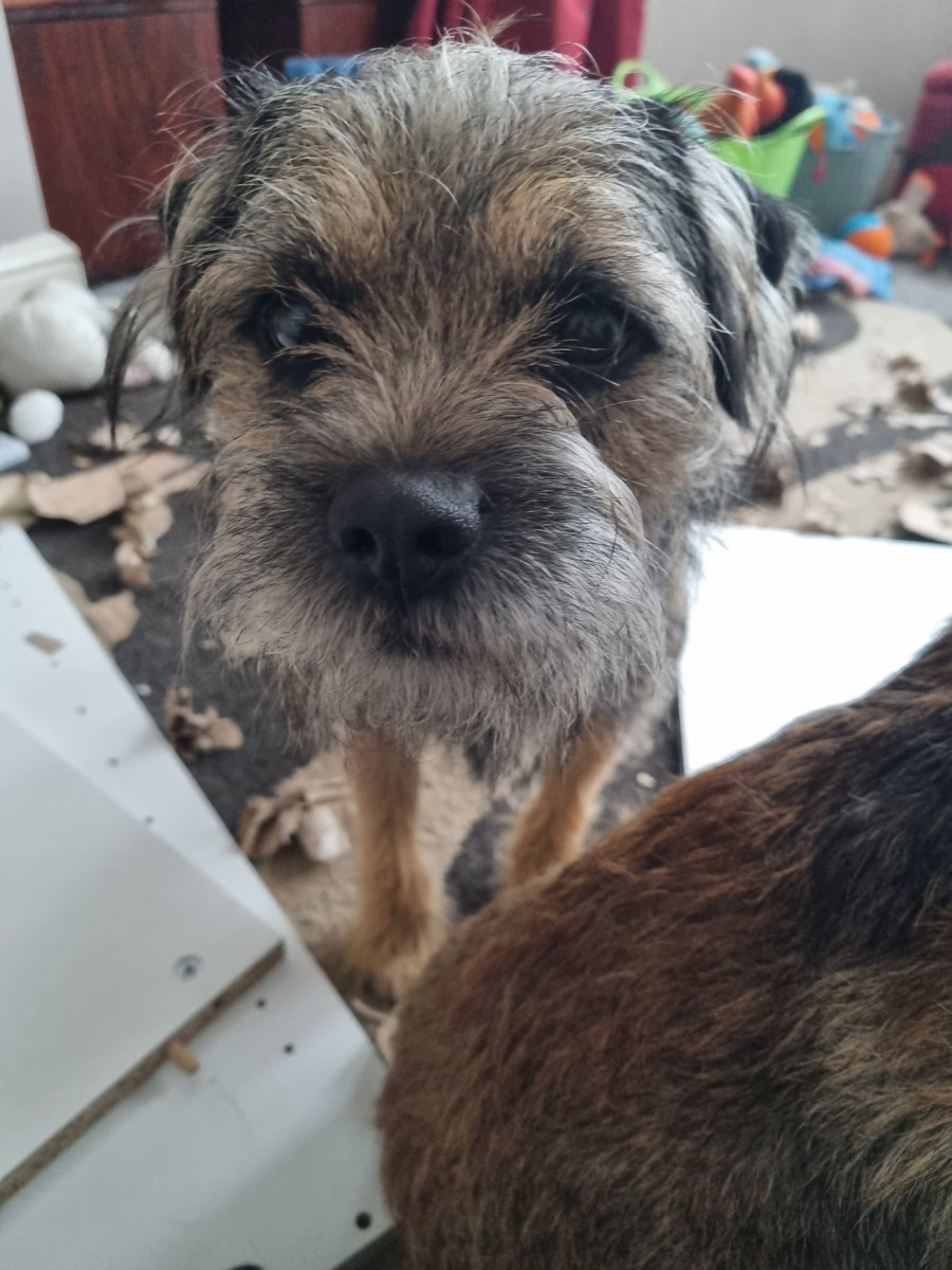 GrumpygrumpsT's tweet photo. Yas mum we is absolootley halping* yoos put togever the flat pack cupboards, ain't we @Nipper_BT Trev!
*Getting in the bloody way
#Borderterrier #BTPosse #Halping https://t.co/w4VDN0cyRp