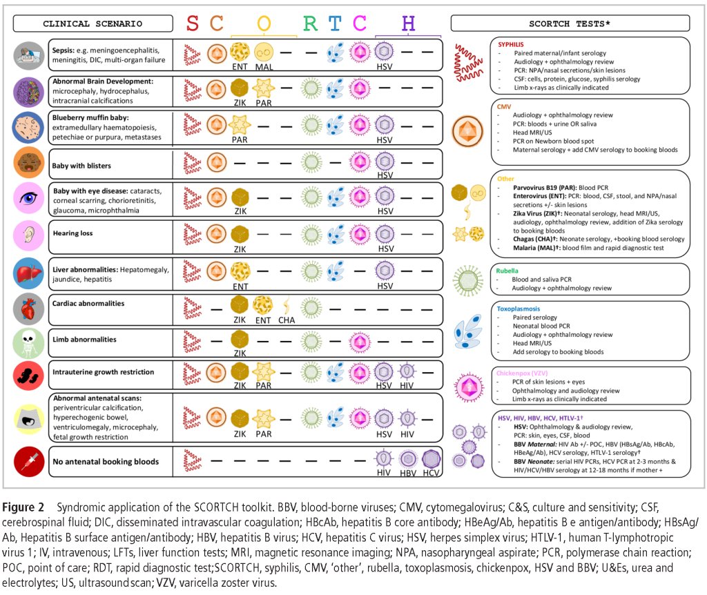 Evaluation of suspected congenital infection➡️SCORTCH toolkit

S - Syphilis
C - CMV
O - Others (Parvovirus B19,Enterovirus,Zika virus,Chagas,Malaria)
R - Rubella
T - Toxoplasmosis
C - Chickenpox (VZV)
H - HSV,HIV,HBV,HCV,HTLV-1

doi.org/10.1136/archdi…