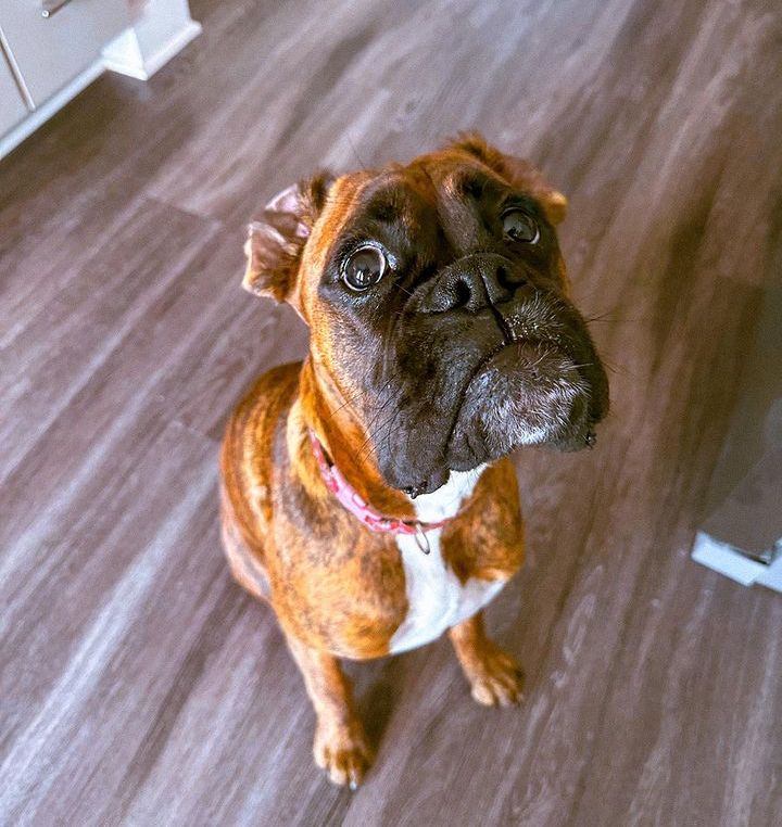 Boxer Lover tweet media