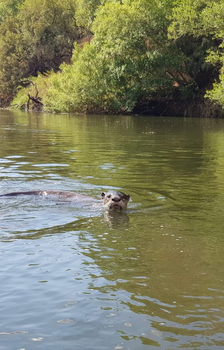 Experts say otters are "ambassadors to healthy environments."
#otter #ReturntotheWild #WildAdventures #Lazzy 

Wild Adventures with Lazzy the Otter a.co/d/8cPekkZ