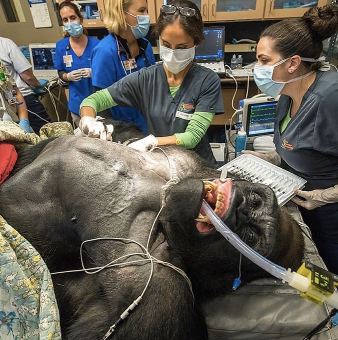 creepydotorg's tweet photo. Silverback gorilla on the exam table https://t.co/Xn6r7x02Dm