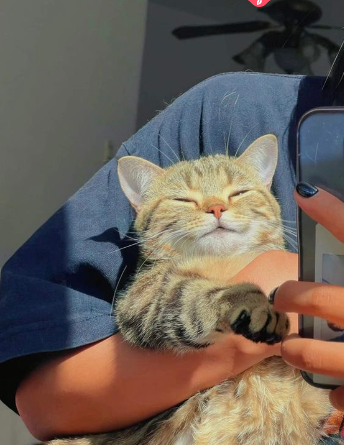 Web3Chronicle's tweet image. Showing my cat my crypto portfolio 😅😅