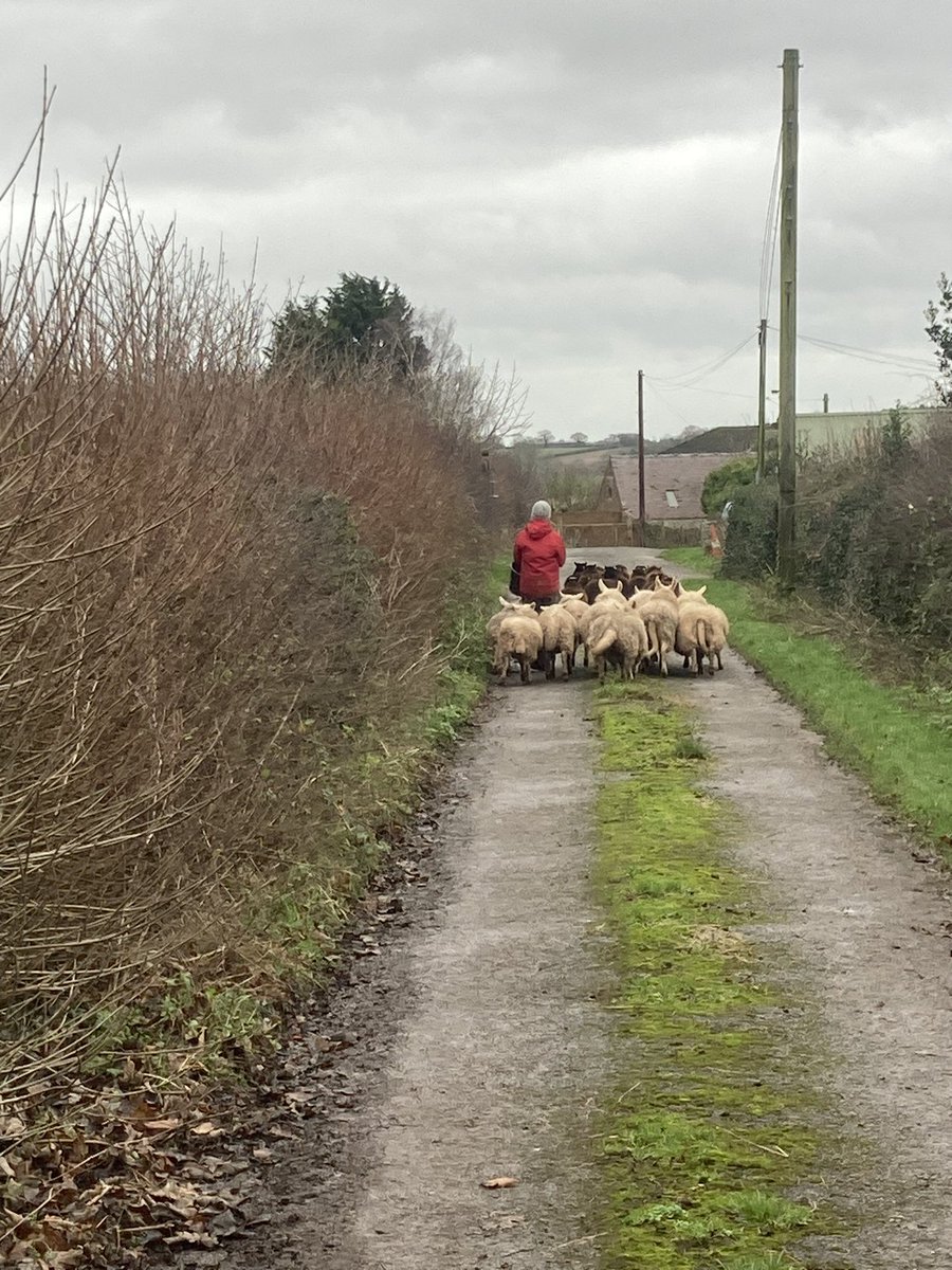 Adam Lynch tweet media